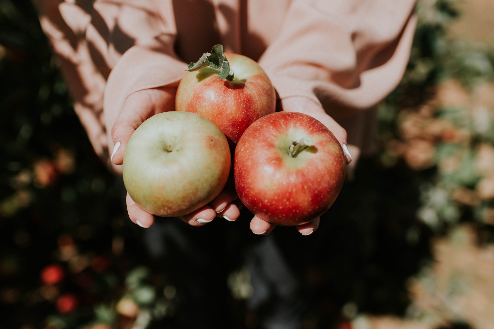 Mains montrant des pommes à cidres
